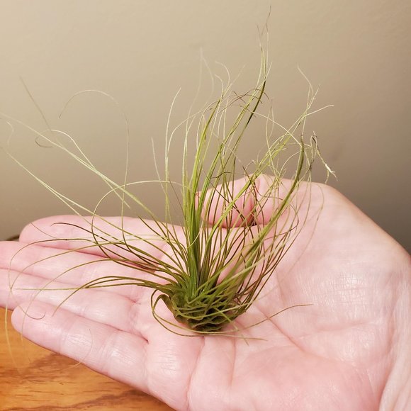 Hand Crafted Other - Air Plant, Tillandsia Argentea, Live Silver Leaf Airplant, Easy Houseplant